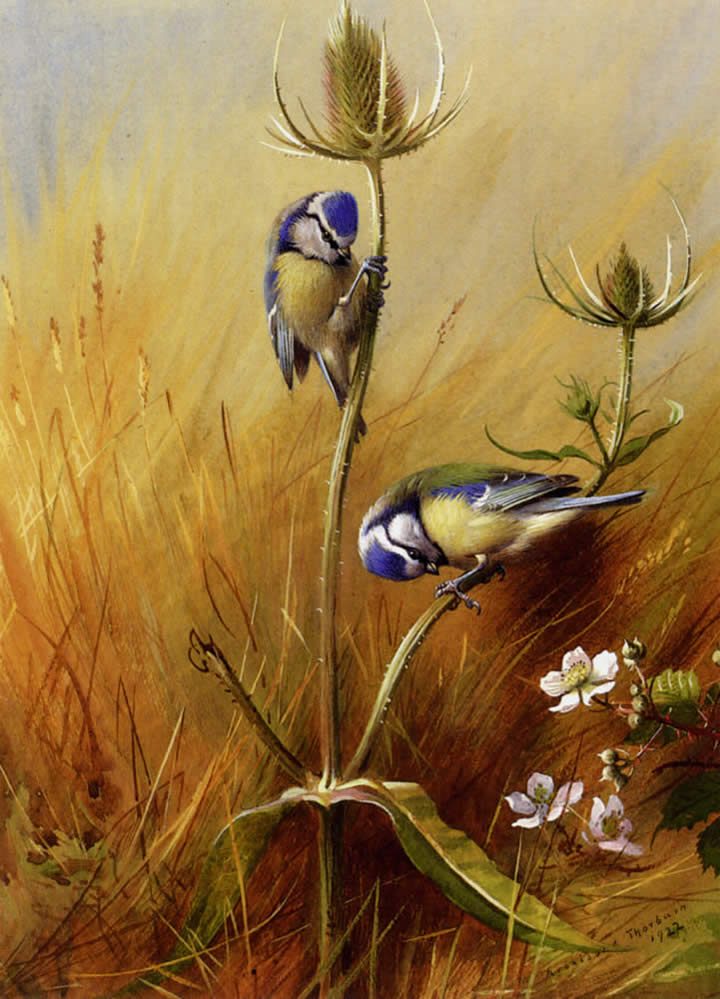 Archibald Thorburn Bluetits On A Teasel